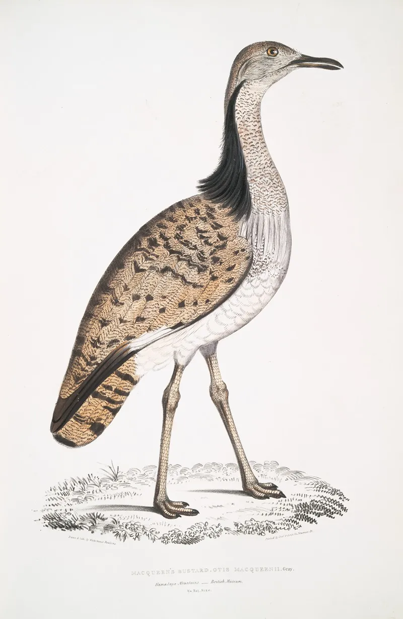 Macqueens Bustard Otis Macqueenii Hamalaya Mountains by John Edward Gray - Canvas Print