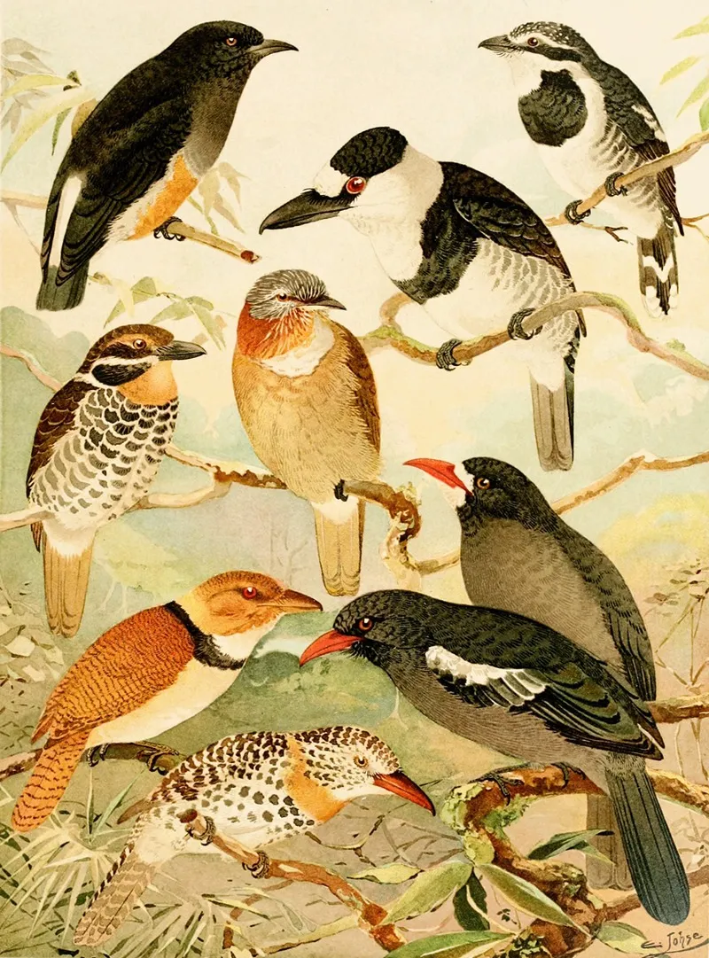 Macurus Tanguru Para