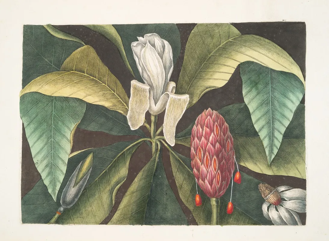 Magnolia The Umbrella Tree