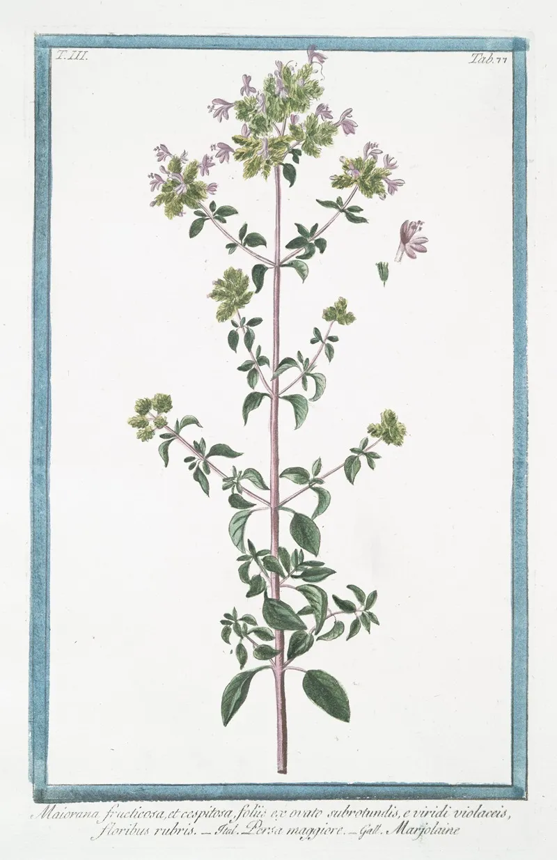 Maiorana Fructicosa Et Cespitosa Foliis Ex Ovato Subrotundis E Viridi Violaceis Floribus Rubris Persa Maggiore Marjolaine Marjoram