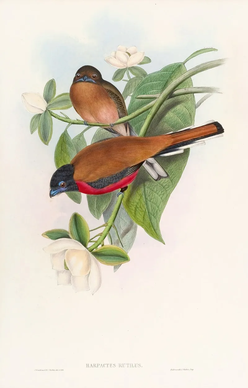Malacca Trogon by John Gould - Canvas Print