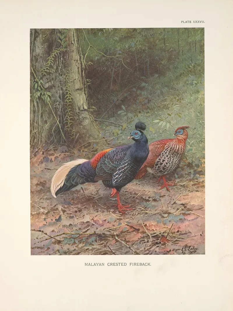 Malayan Crested Fireback Lophura Rufa