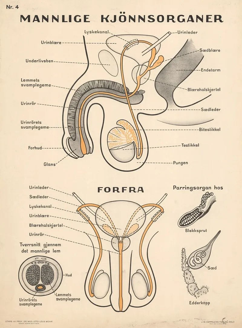 Male Reproductive Organs