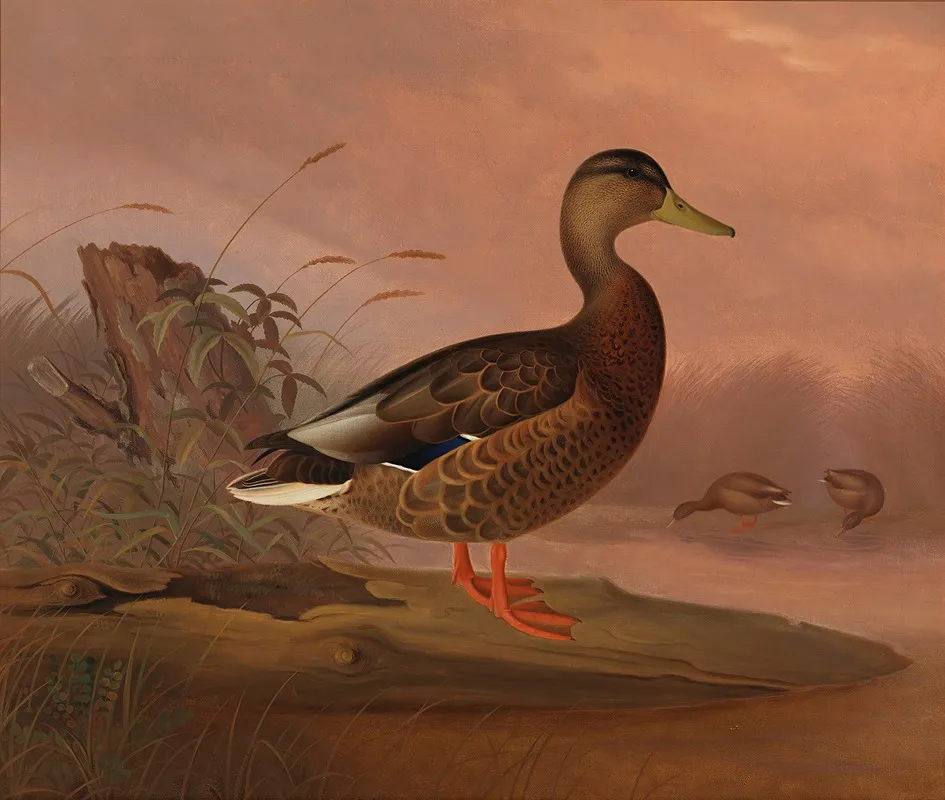 Mallard by Ferdinand von Wright - Canvas Print