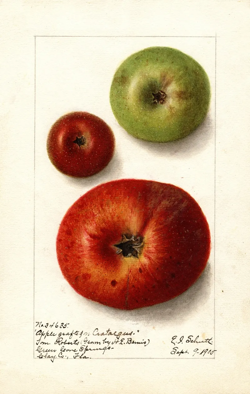 Malus Domestica 2