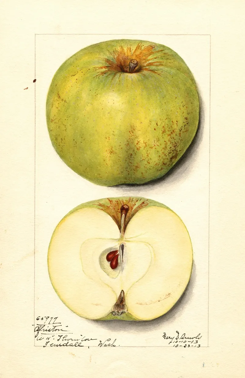 Malus Domestica Alfriston