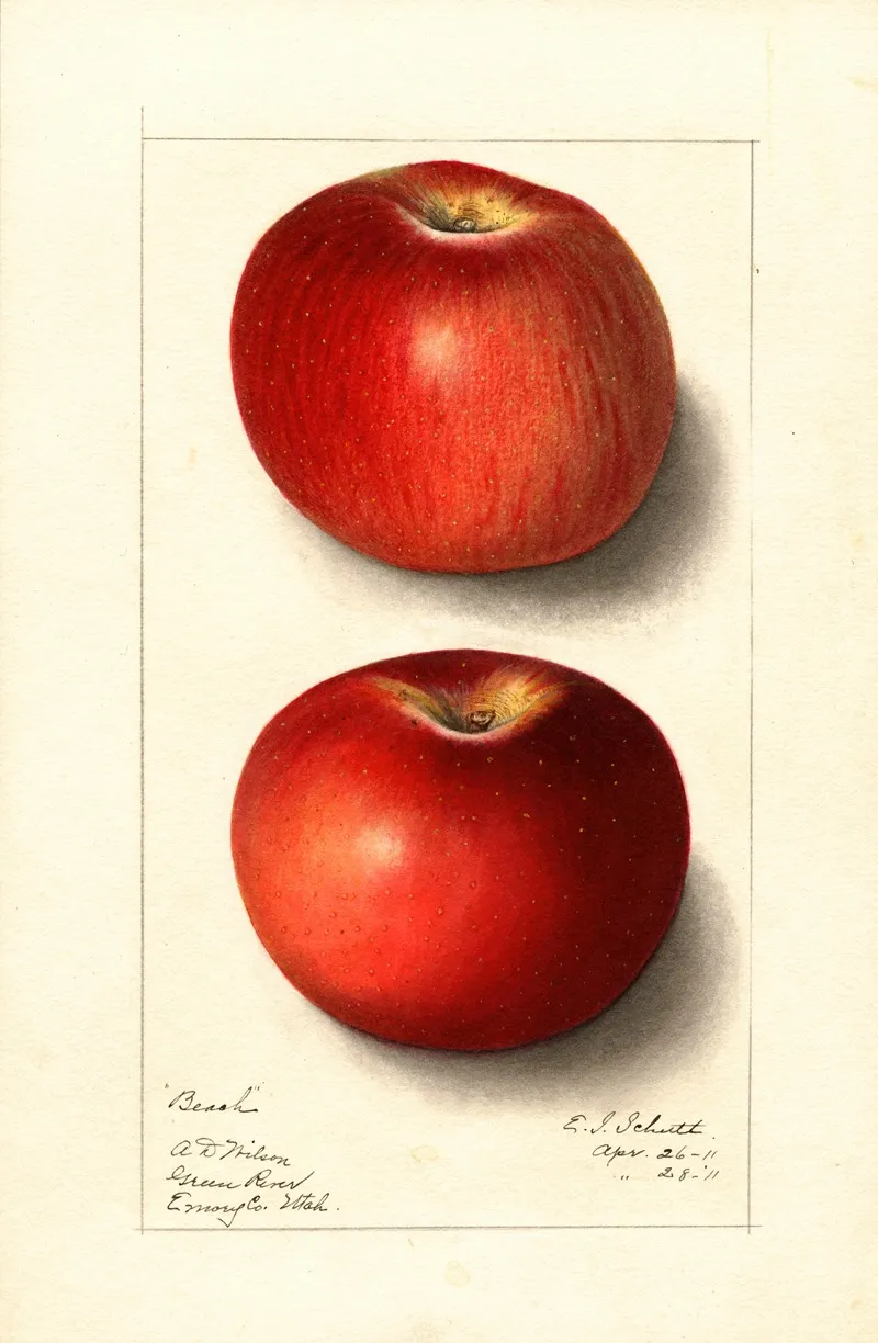 Malus Domestica Beach by Ellen Isham Schutt - Canvas Print