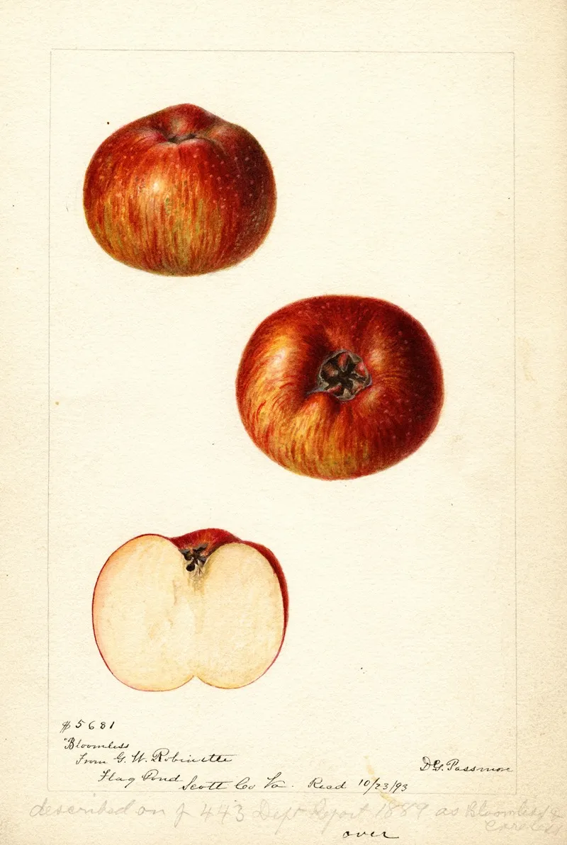 Malus Domestica Bloomless by Deborah Griscom Passmore - Canvas Print