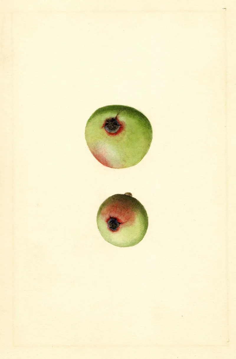 Malus Domestica Gano