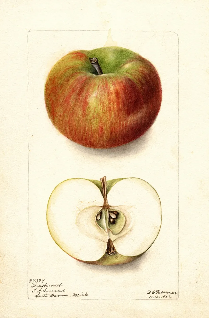 Malus Domestica Keeskemet