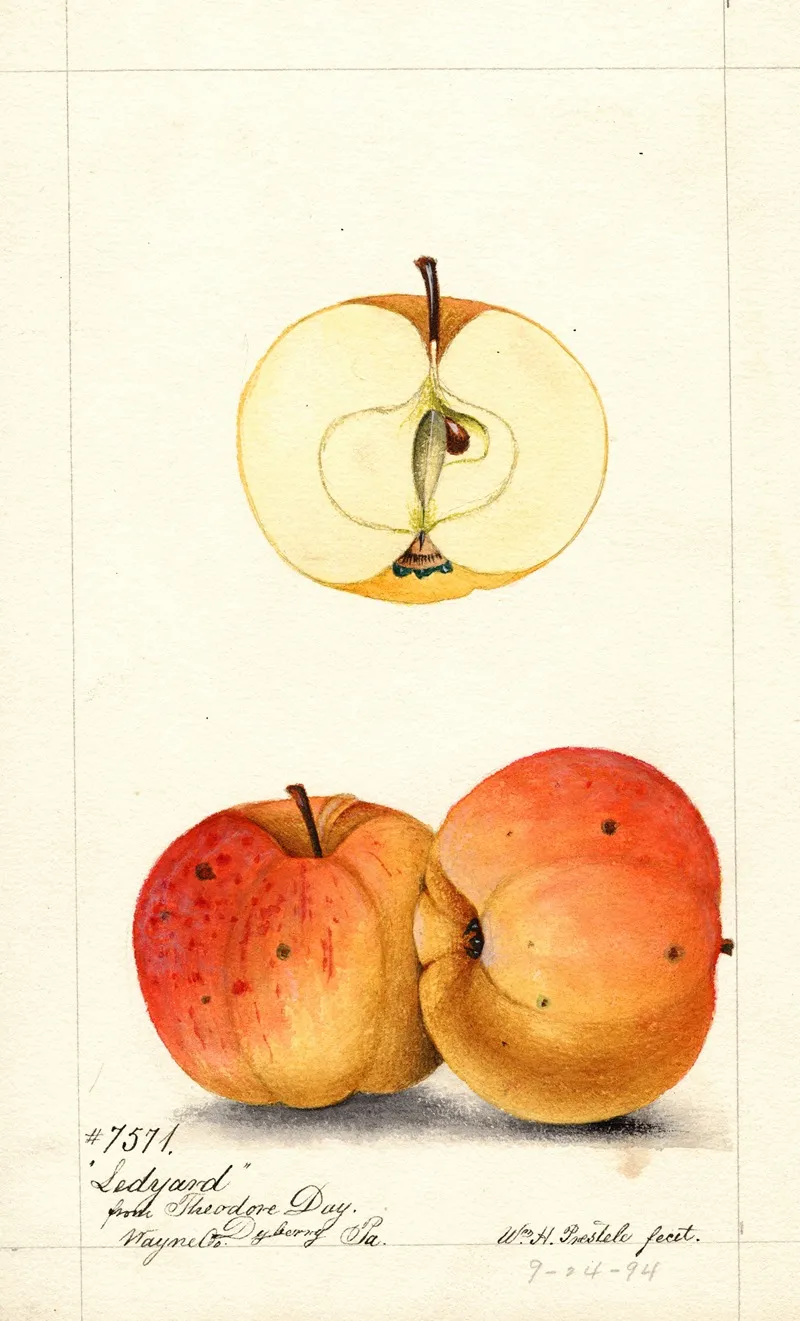 Malus Domestica Ledyard