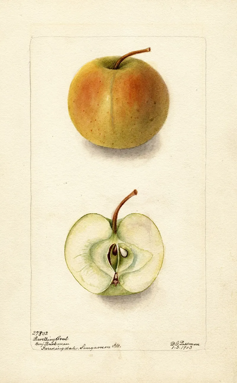 Malus Domestica Lewelling Crab
