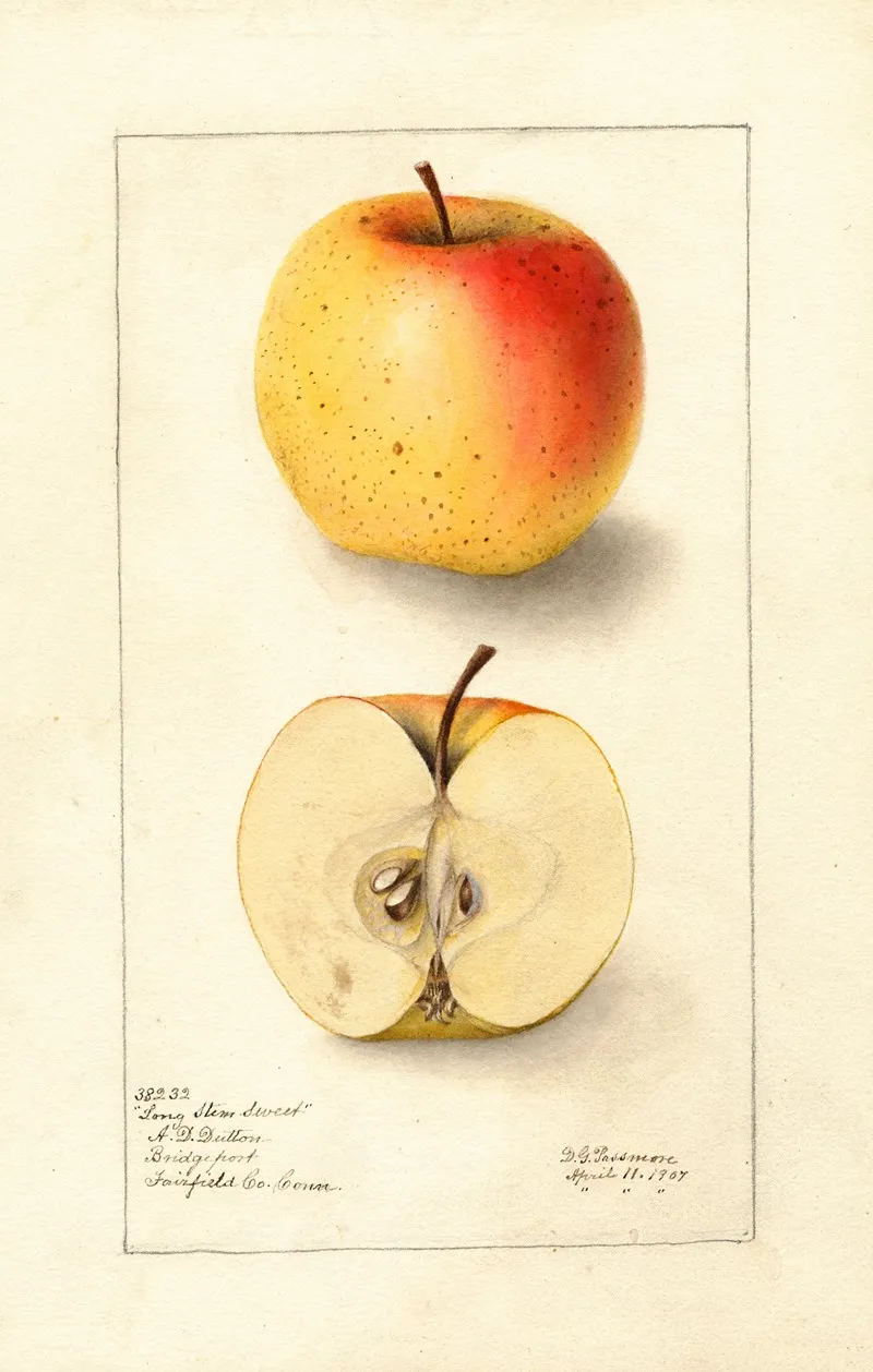 Malus Domestica Long Stem Sweet by Deborah Griscom Passmore - Canvas Print