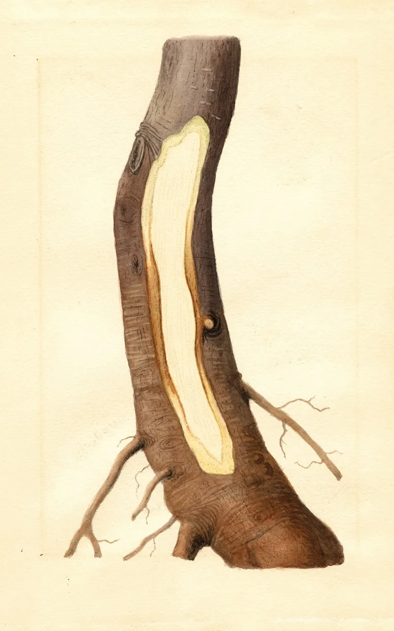 Malus Domestica Maiden Blush