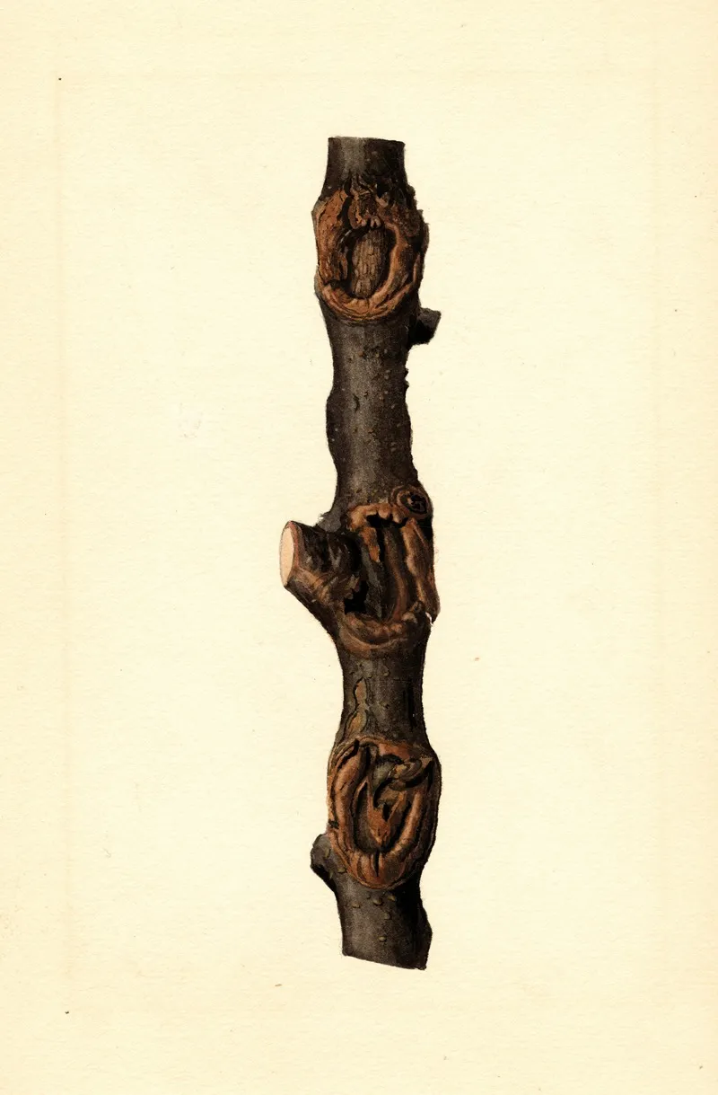 Malus Domestica Pioneer Of New Zealand