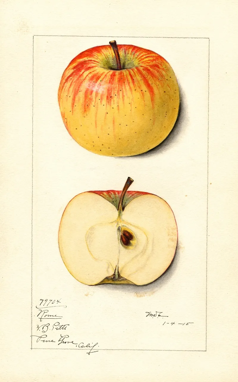 Malus Domestica Rome 2