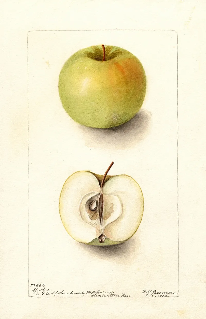 Malus Domestica Spohr by Deborah Griscom Passmore - Canvas Print