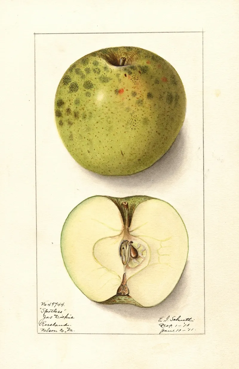 Malus Domestica Spotless by Ellen Isham Schutt - Canvas Print