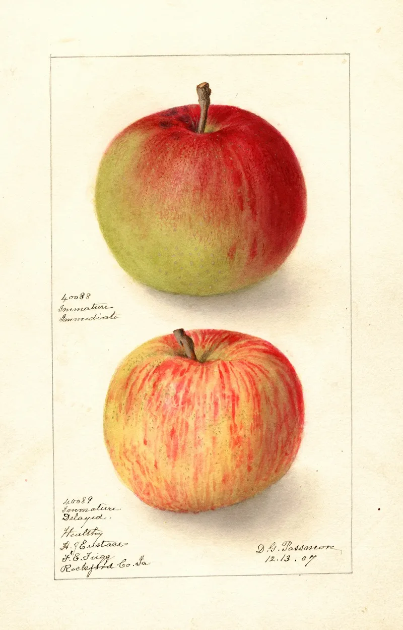 Malus Domestica Wealthy by Deborah Griscom Passmore - Canvas Print