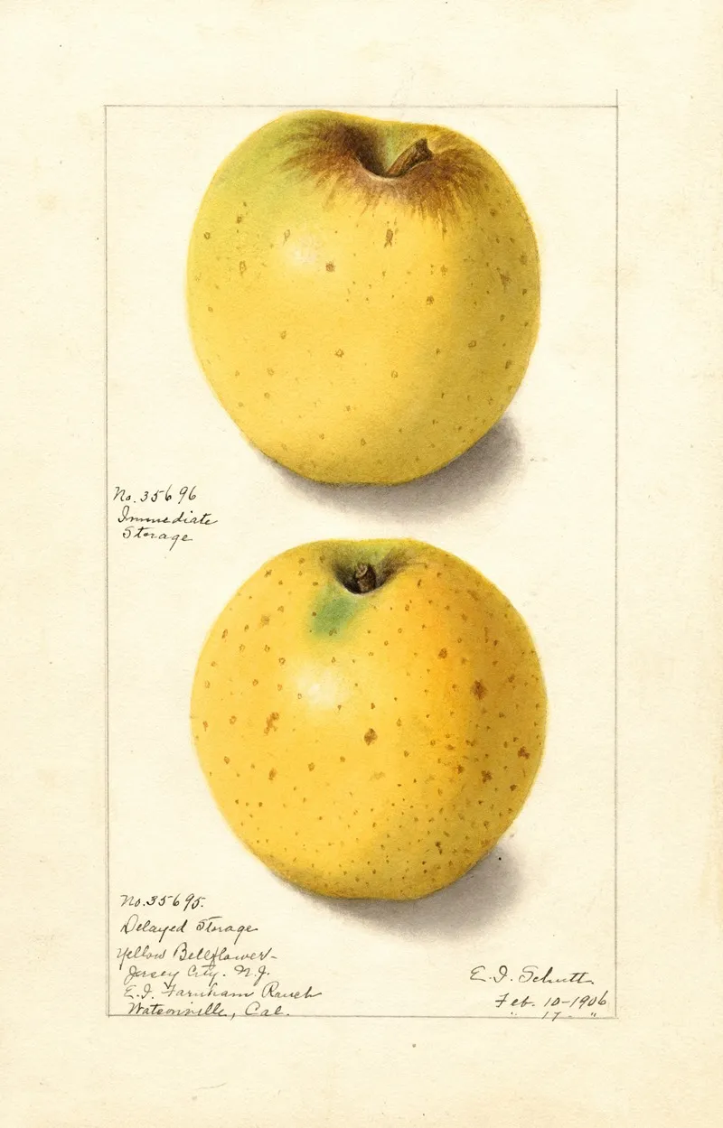 Malus Domestica Yellow Bellflower