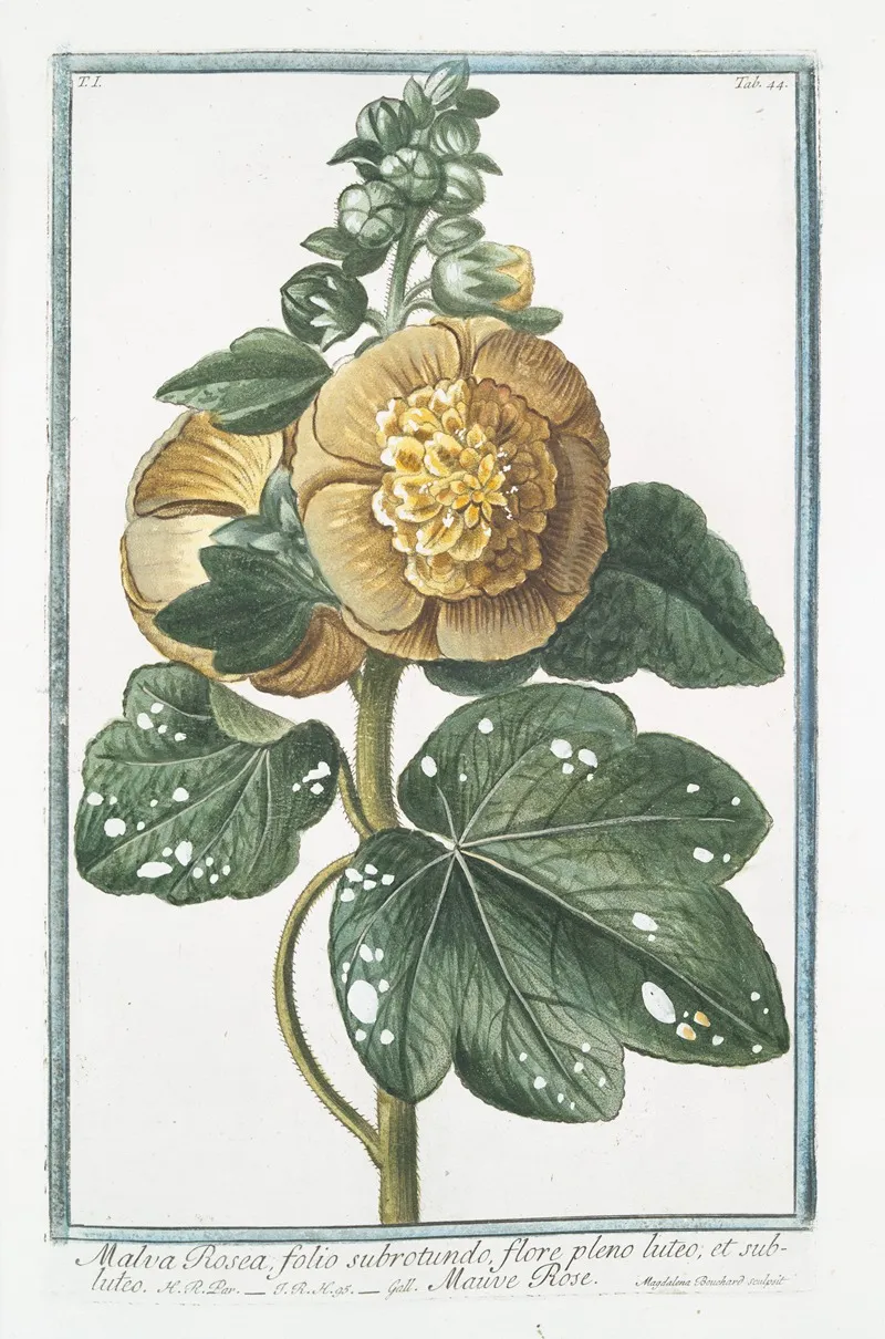 Malva Rosea Folio Subrotundo Flore Pleno Luteo Et Subluteo Mauve Rose