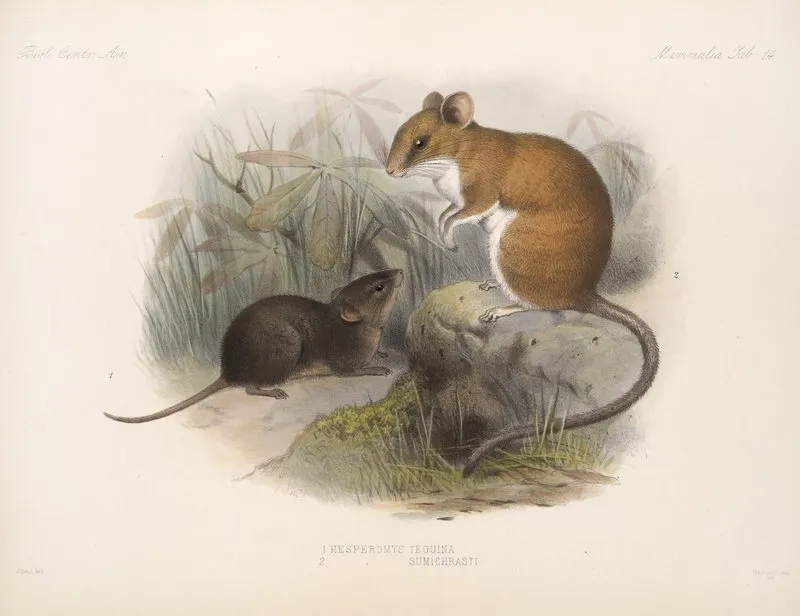 Mammalia Pl 12