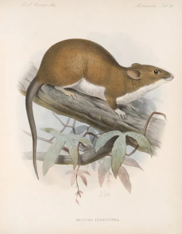 Mammalia Pl 14