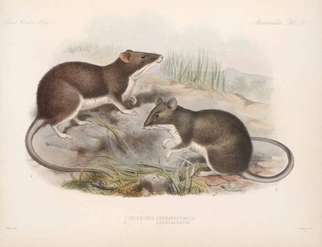 Mammalia Pl 15