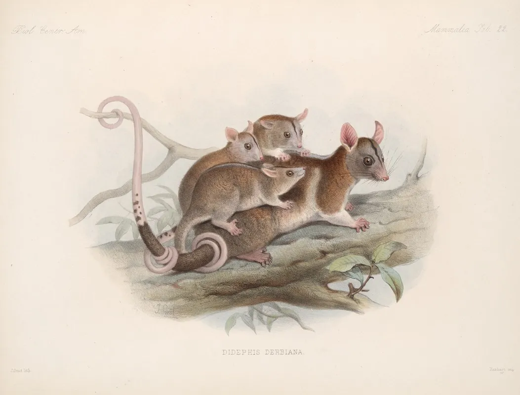 Mammalia Pl 20