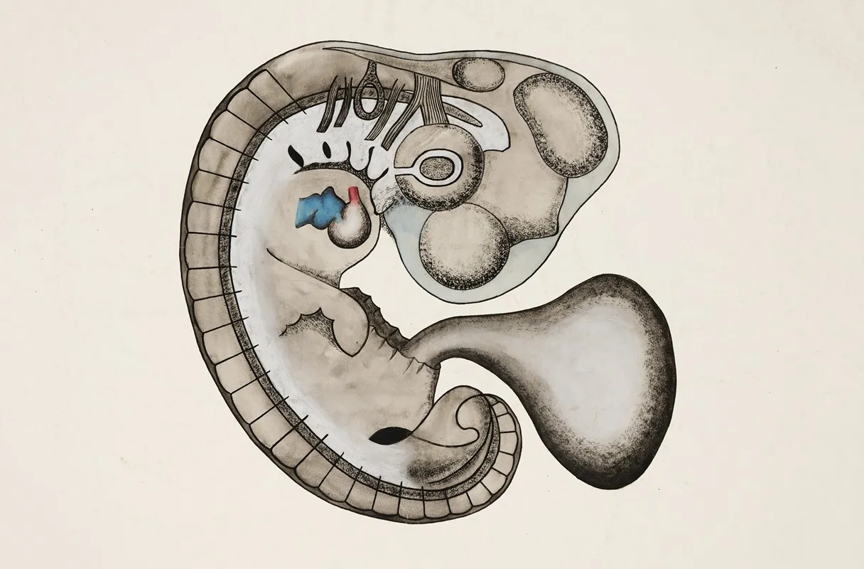 Mammalian Embryo