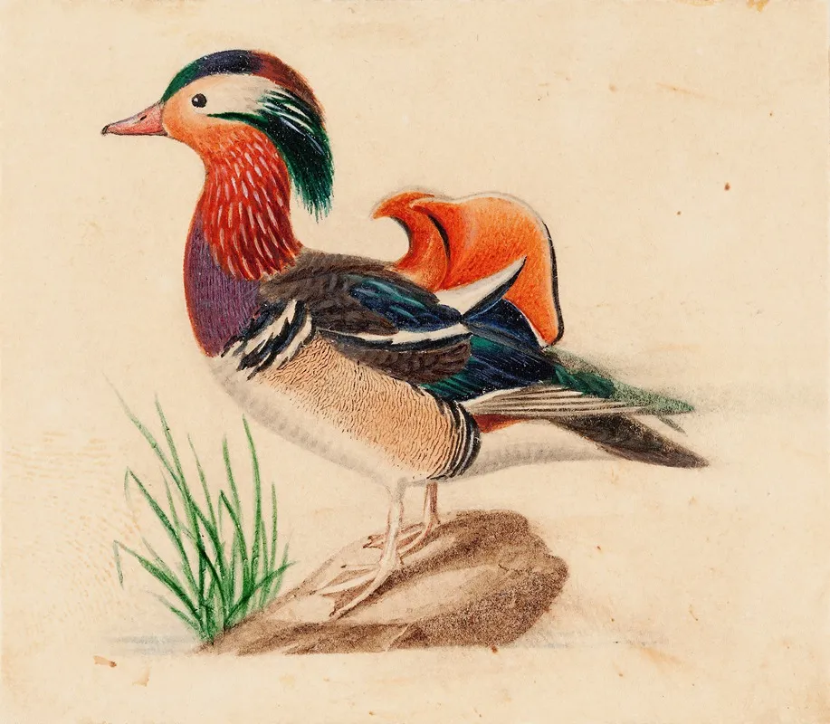 Mandarin Duck by Ferdinand von Wright - Canvas Print