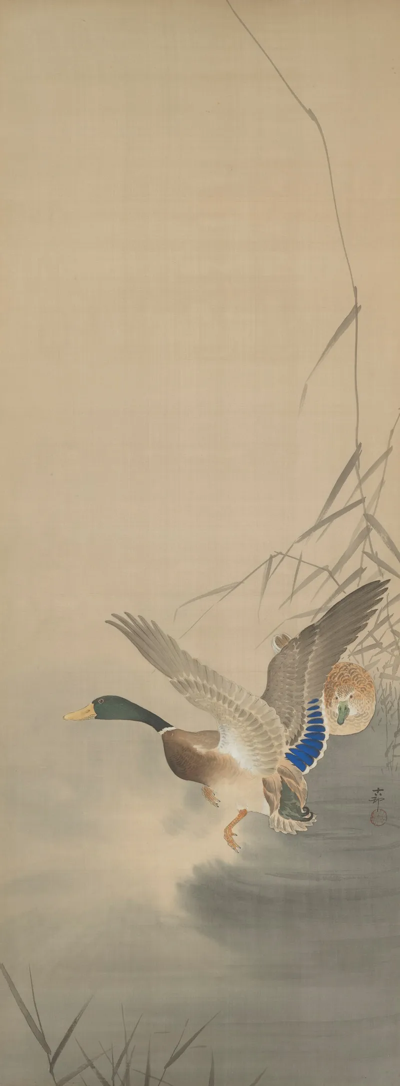 Mandarin Ducks On Water by Ohara Koson - Canvas Print