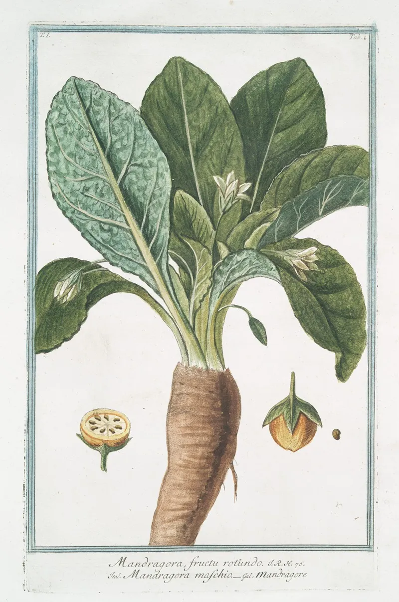 Mandragora Fructu Rotundo Mandragora Maschio Mandragore Mandrake Or Satans Apple