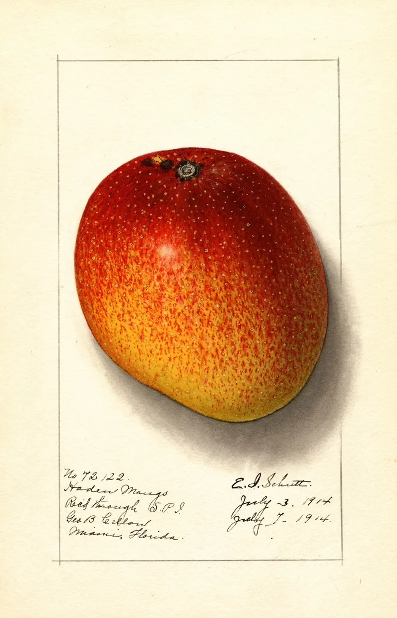 Mangifera Indica Haden