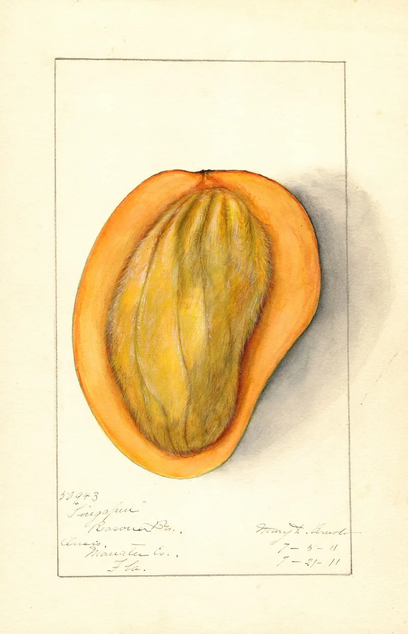 Mangifera Indica Singapur 2