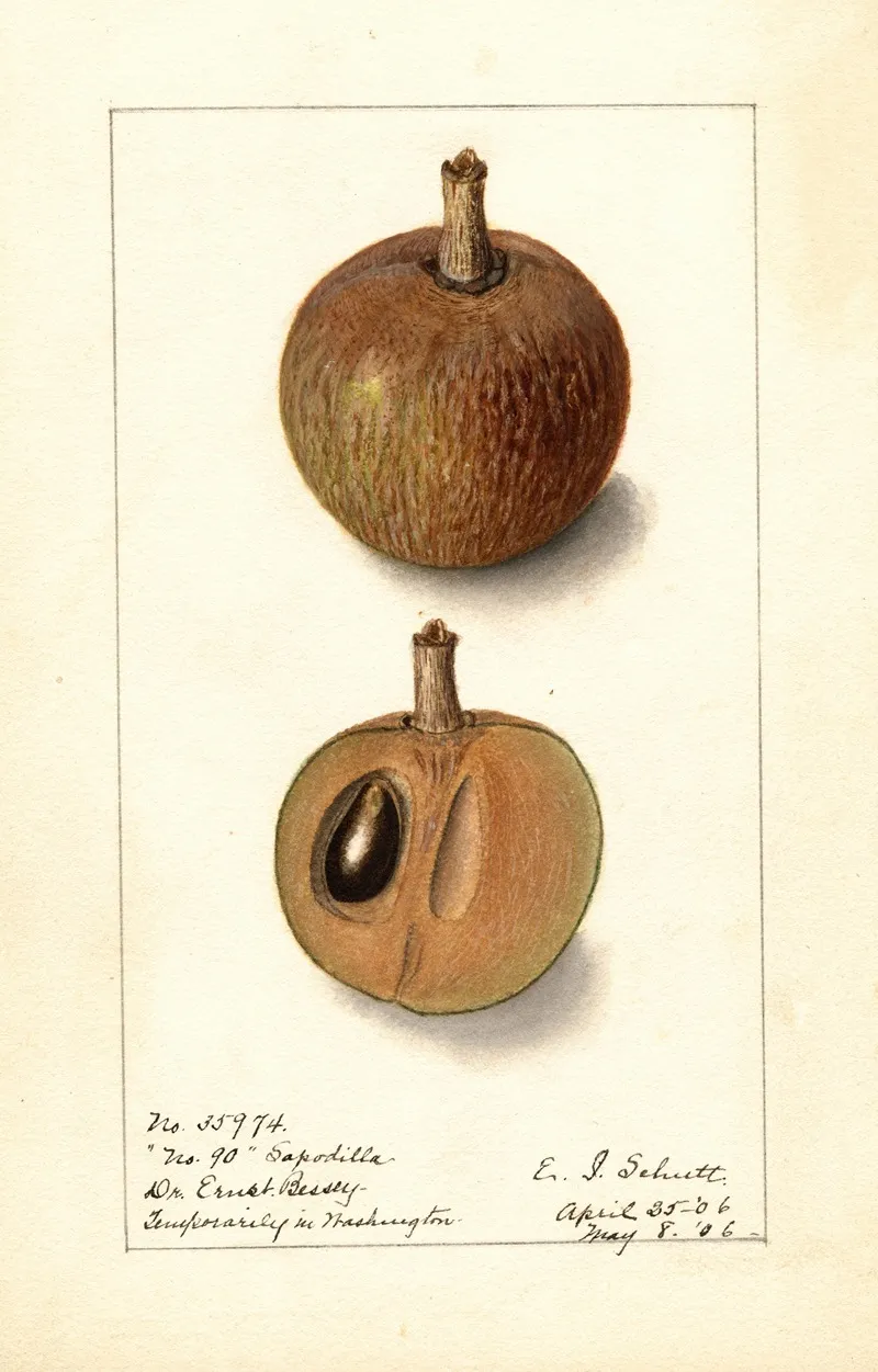 Manilkara Zapota No by Ellen Isham Schutt - Canvas Print