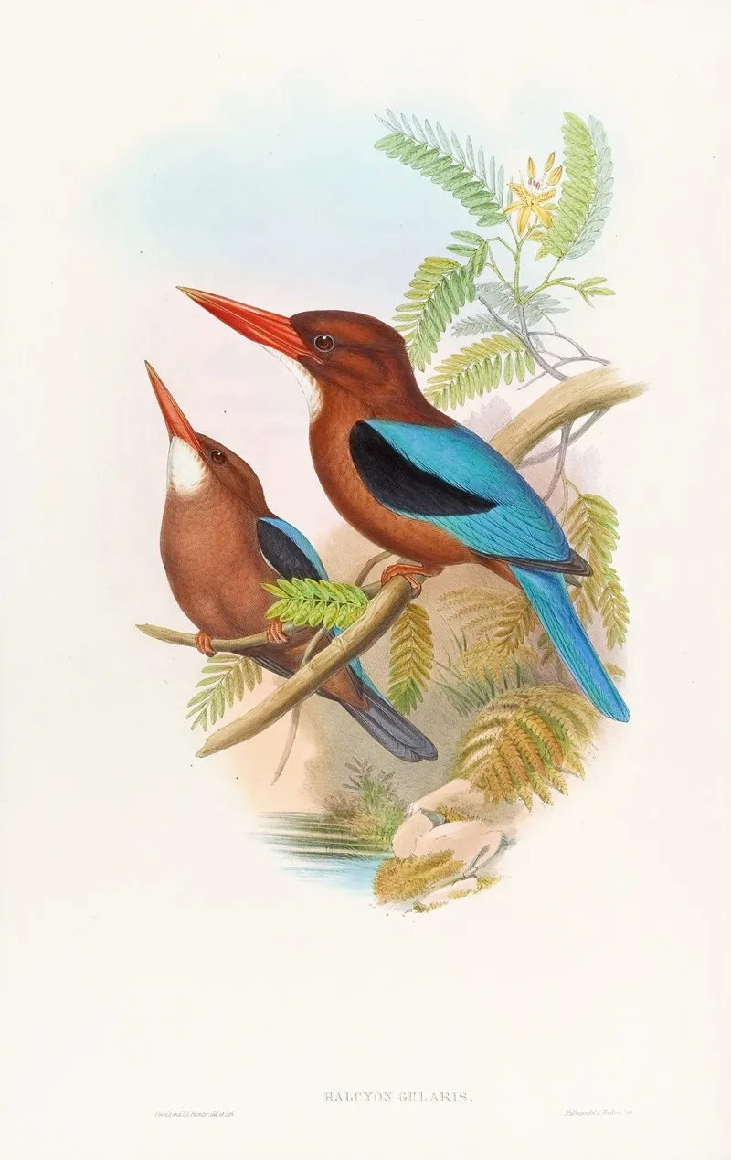 Manilla Kingfisher by John Gould - Canvas Print