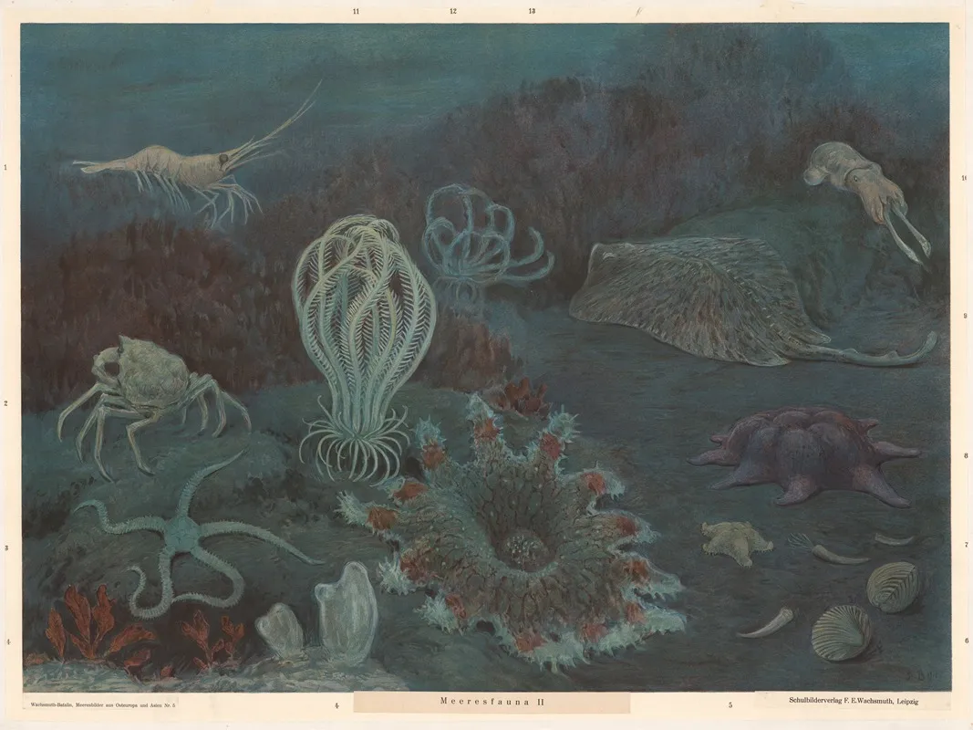 Marine Fauna Ii