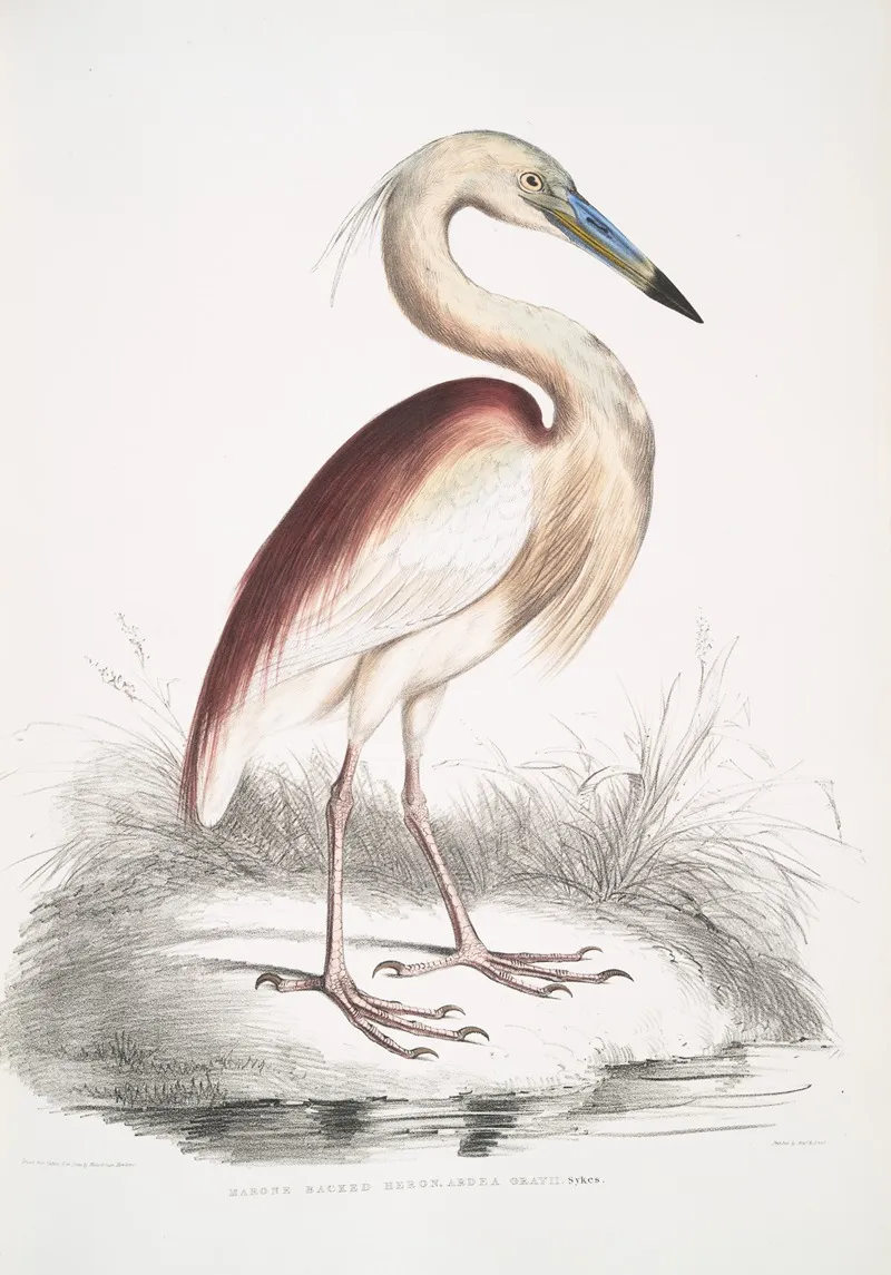 Marone Backed Heron Ardea Grayii by John Edward Gray - Canvas Print