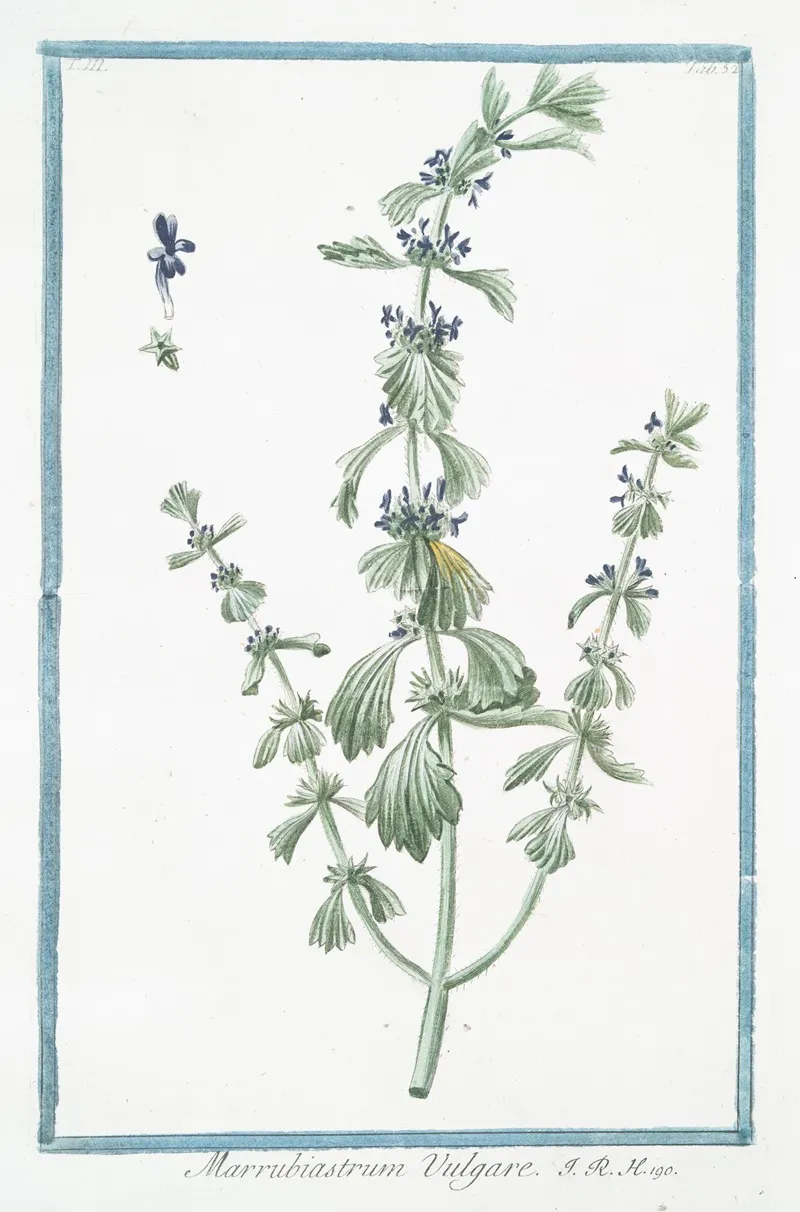 Marrubiastrum Vulgare Enlarged Version Of Ironwort