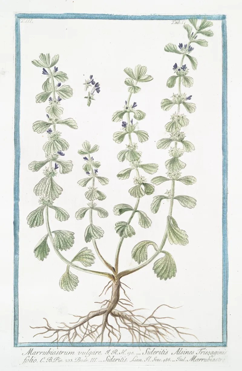 Marrubiastrum Vulgare Sideritis Alsines Trissaginis Folio Sideritis Marrubiastro Ironwort