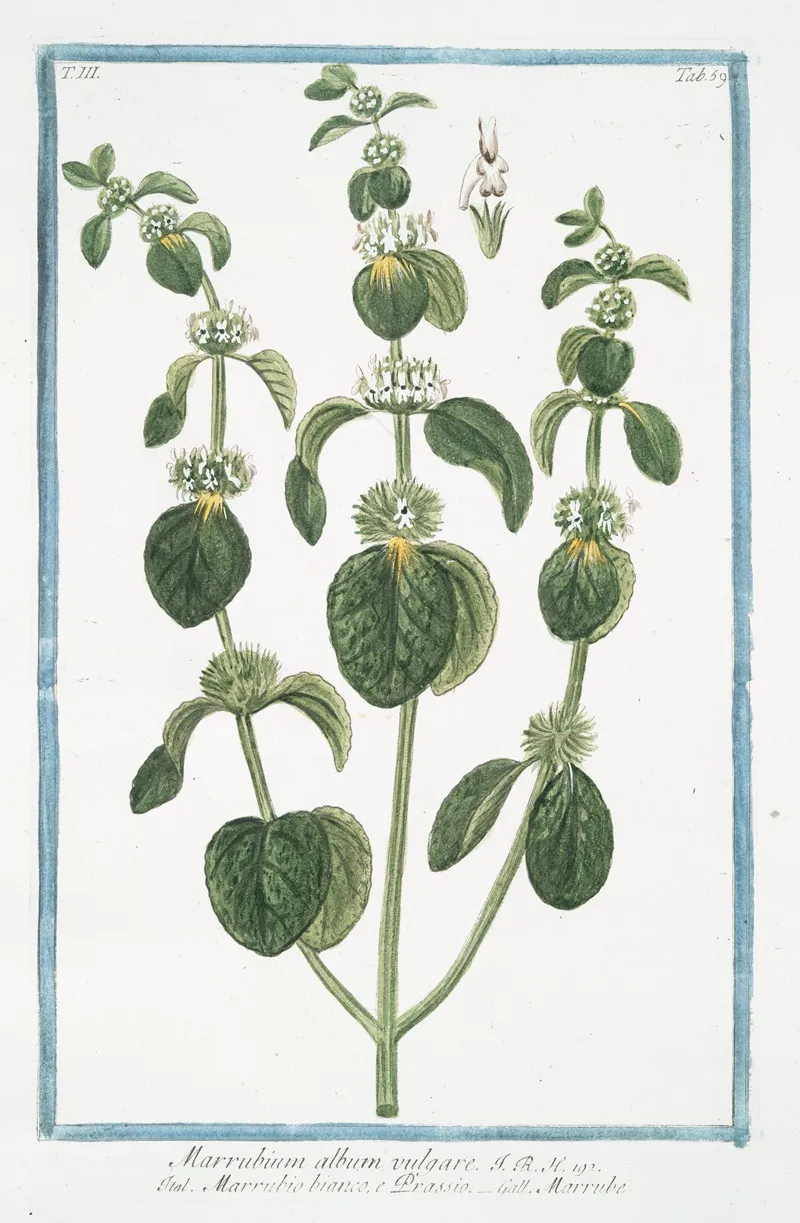 Marrubium Album Vulgare Marrubio Bianco E Orassio Marrube White Horehound