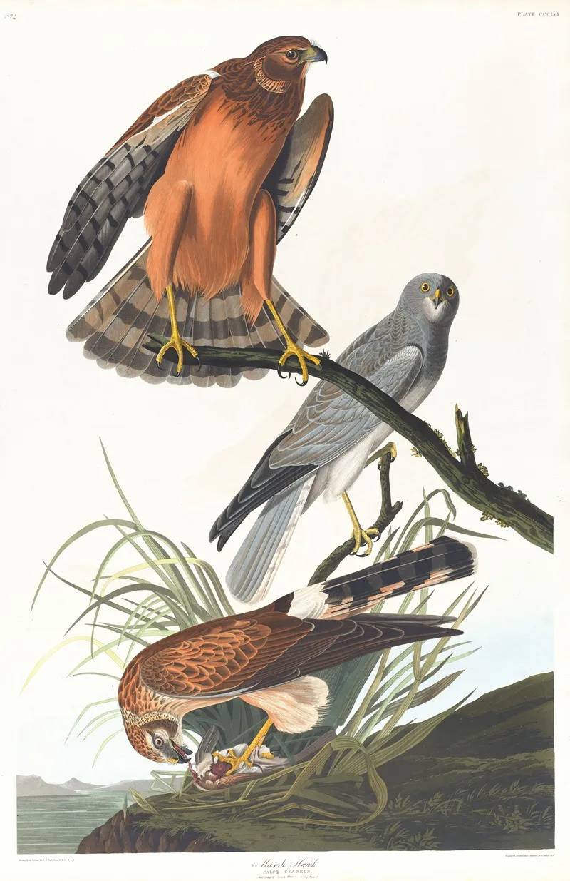 Marsh Hawk