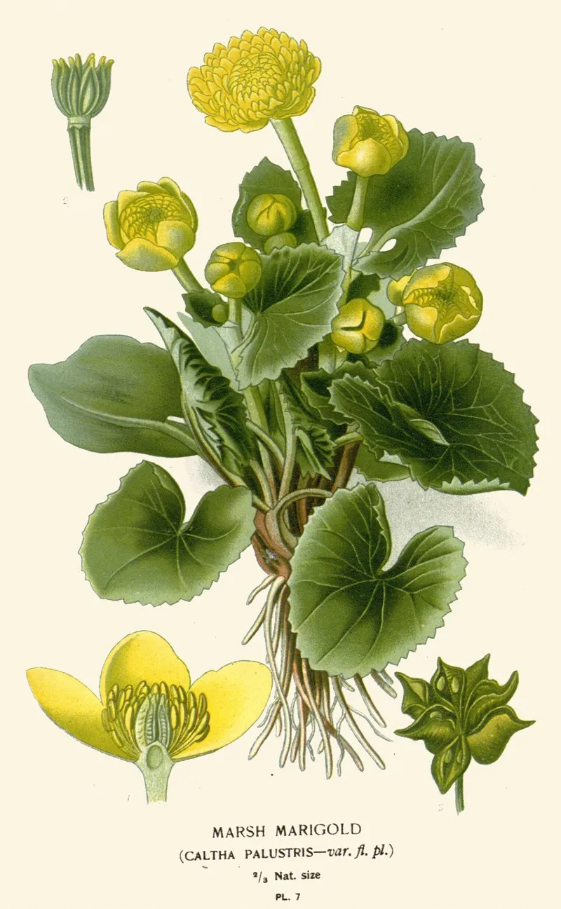 Marsh Marigold 2 by Edward Step - Canvas Print