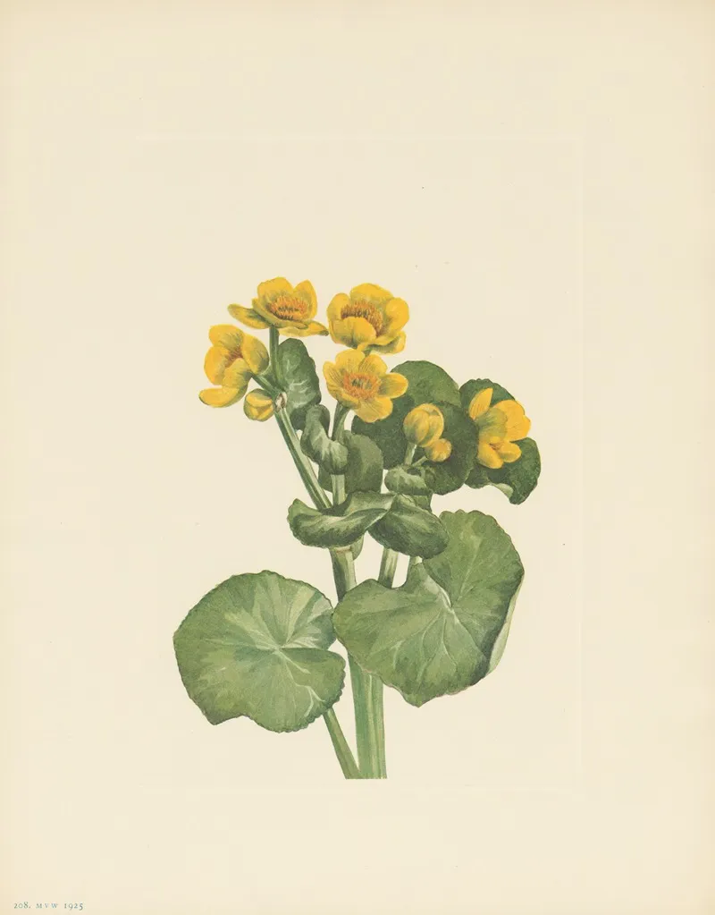 Marshmarigold Caltha Palustris 2