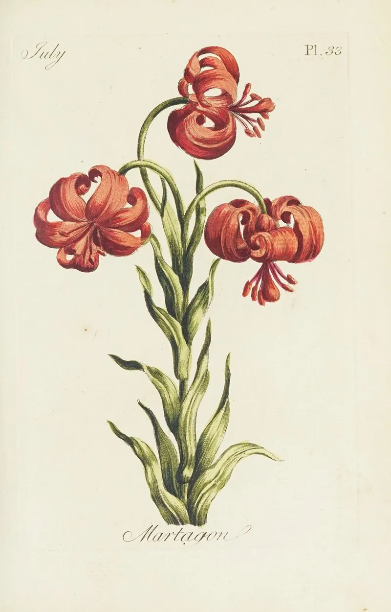 Martagon by Carington Bowles - Canvas Print