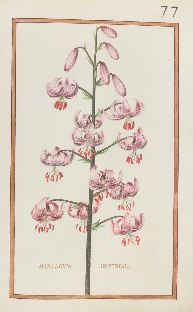 Martagum Imperiale 2