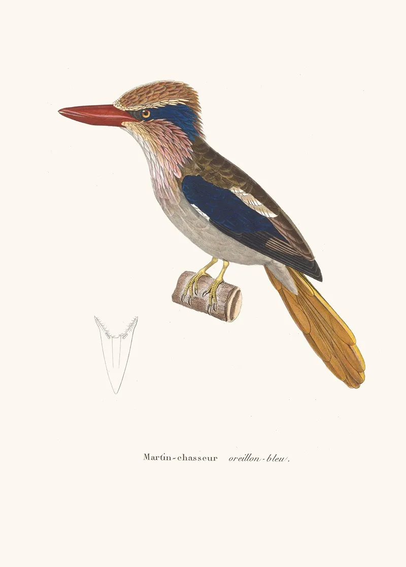 Martin Chasseur Oreillon Bleu