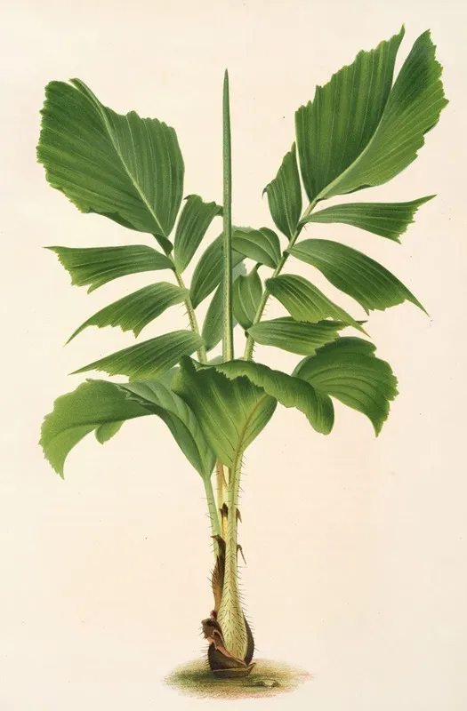 Martinezia Lindeniana