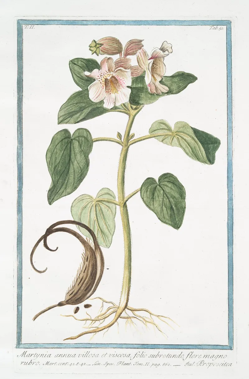 Martynia Annua Villosa Et Viscosa Folio Subrotundo Flore Magno Rubro Proposcitea Horn Capsuled Martynia Common Unicorn Plant Common Devils Claw Rams Horn Proboscis Flower by Giorgio Bonelli - Canvas Print